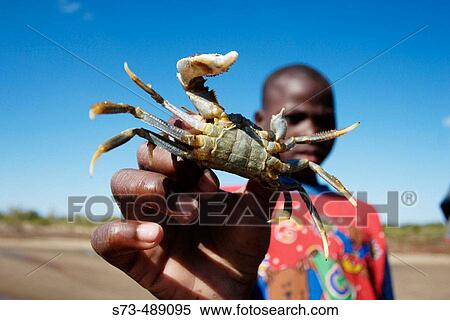 Animal View Large Photo Image Stock Photography - Animal. Fotosearch
