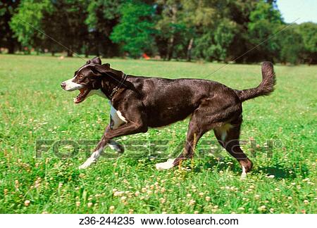 Animal View Large Photo Image Stock Photography - Animal. Fotosearch