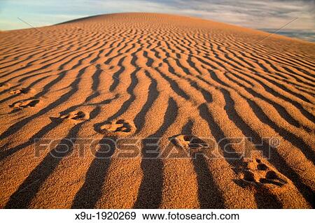 animal track on the Algodones Dunes or Imperial Sand Dunes, Imperial County, California, United States of America, USA View Large Photo Image Stock Photo - animal track on the Algodones Dunes or Imperial Sand Dunes, Imperial County, California, United States of America, USA. Fotosearch