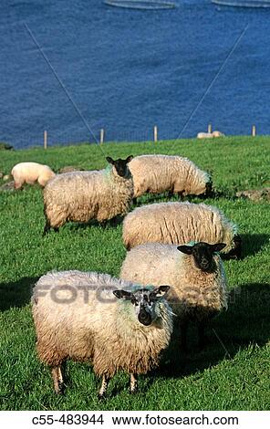 Picture - Animals. Ireland.. Fotosearch
