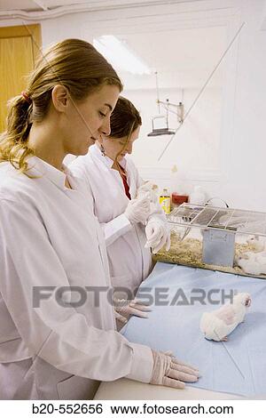 Animals, Laboratory, Fundaci? n Inasmet-Tecnalia, Donostia, San Sebastian, Euskadi. Spain. View Large Photo Image Stock Photograph - Animals, Laboratory, Fundaci? n Inasmet-Tecnalia, Donostia, San Sebastian, Euskadi. Spain.. Fotosearch