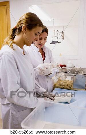 Animals, Laboratory, Fundaci? n Inasmet-Tecnalia, Donostia, San Sebastian, Euskadi. Spain. View Large Photo Image Stock Photography - Animals, Laboratory, Fundaci? n Inasmet-Tecnalia, Donostia, San Sebastian, Euskadi. Spain.. Fotosearch