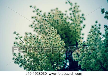 Anise flower close-up View Large Photo Image Stock Image - Anise flower close-up. Fotosearch