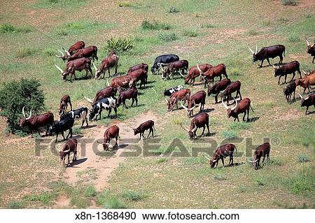 Stock Image - Ankole longhorn cattle, Uganda, East Africa. Fotosearch