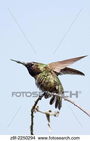Picture - Annas Hummingbird taking off. (Calypte anna). San Joaquin Reserve, California.. Fotosearch