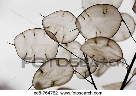 Annual Honesty Lunaria annua seed pods View Large Photo Image Stock Image - Annual Honesty Lunaria annua seed pods. Fotosearch