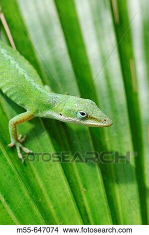 Anole lizard hunting View Large Photo Image Picture - Anole lizard hunting. Fotosearch