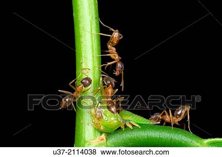 Ant and plant hoppers. Image taken at Kampung Skudup, Sarawak, Malaysia. View Large Photo Image Stock Photo - Ant and plant hoppers. Image taken at Kampung Skudup, Sarawak, Malaysia.. Fotosearch