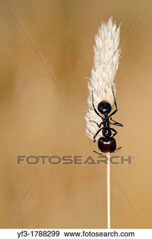 Ant Formica on a graminae, Spain. View Large Photo Image Stock Photo - Ant Formica on a graminae, Spain.. Fotosearch