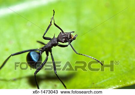 Ant from Skudup, Kuchung, Sarawak, Malaysia View Large Photo Image Stock Image - Ant from Skudup, Kuchung, Sarawak, Malaysia. Fotosearch