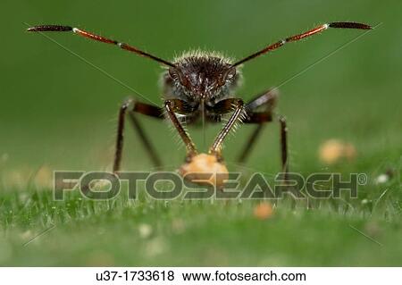 Stock Photo - Ant mimic bug sucking juice from wild fruit. Image taken at Kampung Skudup, Sarawak, Malaysia.. Fotosearch