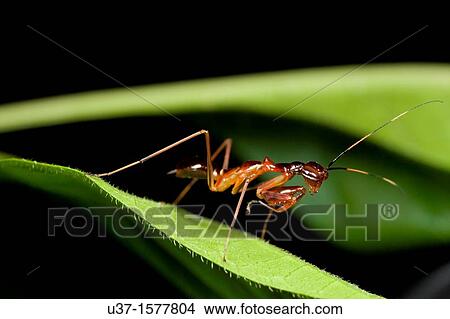 Ant mimic mantis found at Kampung Skudup, Sarawak, Borneo View Large Photo Image Picture - Ant mimic mantis found at Kampung Skudup, Sarawak, Borneo. Fotosearch