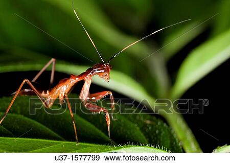 Stock Photo - Ant mimic mantis found at Kampung Skudup, Sarawak, Borneo. Fotosearch