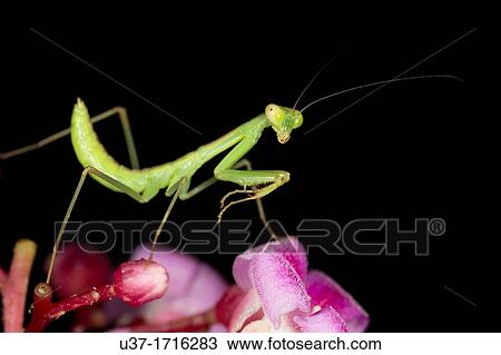 Stock Image - Ant mimic mantis. Fotosearch