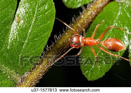 Ant mimic spider found at Kampung Skudup, Sarawak, Borneo View Large Photo Image Stock Image - Ant mimic spider found at Kampung Skudup, Sarawak, Borneo. Fotosearch