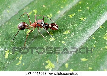 Ant mimic spider View Large Photo Image Stock Image - Ant mimic spider. Fotosearch