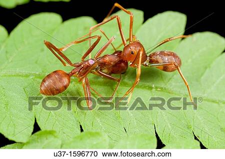 Stock Image - Ant mimic spider taking on red ant. Fotosearch