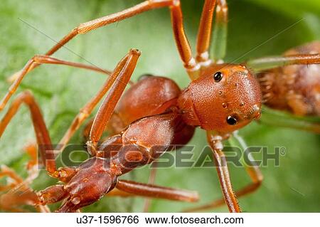 Ant mimic spider taking on red ant View Large Photo Image Stock Photograph - Ant mimic spider taking on red ant. Fotosearch