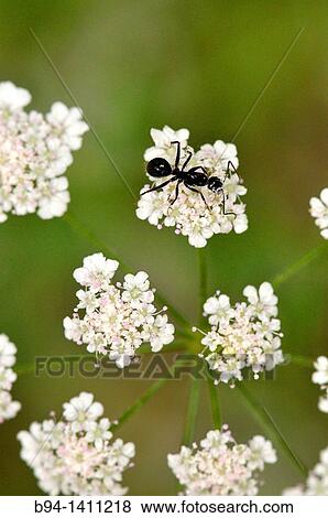 Ant on flowers of Apiaceae plant. Osseja, Languedoc-Roussillon, Pyrenees Orientales, France View Large Photo Image Stock Photo - Ant on flowers of Apiaceae plant. Osseja, Languedoc-Roussillon, Pyrenees Orientales, France. Fotosearch