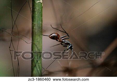 Ant on the path in the tropical jungle, national park, Pulau Pinang, Penang, Malaysia. View Large Photo Image Stock Image - Ant on the path in the tropical jungle, national park, Pulau Pinang, Penang, Malaysia.. Fotosearch