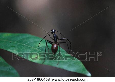 Stock Photo - Ant on the path in the tropical jungle, national park, Pulau Pinang, Penang, Malaysia.. Fotosearch