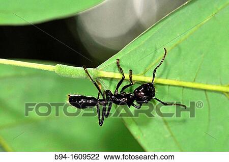Ant, social insect of the family Formicidae, Madidi National Park in the upper Amazon river basin in Bolivia View Large Photo Image Stock Image - Ant, social insect of the family Formicidae, Madidi National Park in the upper Amazon river basin in Bolivia. Fotosearch