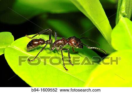 Ant, social insect of the family Formicidae, Madidi National Park in the upper Amazon river basin in Bolivia View Large Photo Image Stock Image - Ant, social insect of the family Formicidae, Madidi National Park in the upper Amazon river basin in Bolivia. Fotosearch