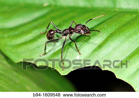Stock Photo - Ant, social insect of the family Formicidae, Madidi National Park in the upper Amazon river basin in Bolivia. Fotosearch