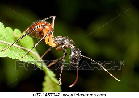 Ant View Large Photo Image Stock Image - Ant. Fotosearch