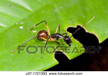 Ant View Large Photo Image Stock Image - Ant. Fotosearch