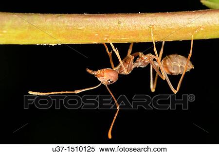 Ant View Large Photo Image Stock Photography - Ant. Fotosearch