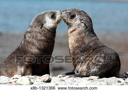 Antarctic Fur Seal Arctocephalus gazella pups playing at Stromness Whaling Station on the island of South Georgia, southern Atlantic Ocean View Large Photo Image Stock Photograph - Antarctic Fur Seal Arctocephalus gazella pups playing at Stromness Whaling Station on the island of South Georgia, southern Atlantic Ocean. Fotosearch