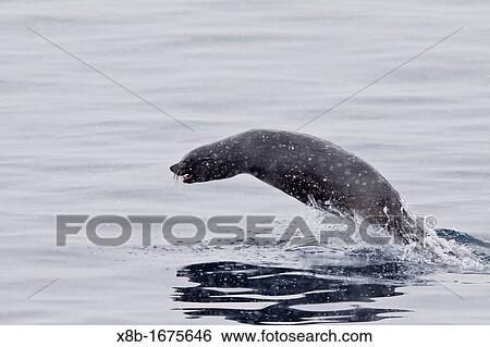 Antarctic Fur Seal Arctocephalus gazella porpoising near the Antarctic Peninsula at Brown Bluff, Antarctica, Southern Ocean View Large Photo Image Stock Photograph - Antarctic Fur Seal Arctocephalus gazella porpoising near the Antarctic Peninsula at Brown Bluff, Antarctica, Southern Ocean. Fotosearch