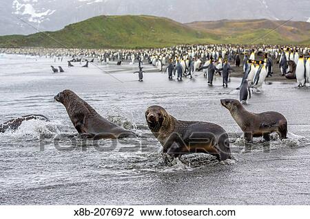 Antarctic fur seal pups, Arctocephalus gazella, with king penguins, Gold Harbour, South Georgia, South Atlantic Ocean. View Large Photo Image Stock Image - Antarctic fur seal pups, Arctocephalus gazella, with king penguins, Gold Harbour, South Georgia, South Atlantic Ocean.. Fotosearch