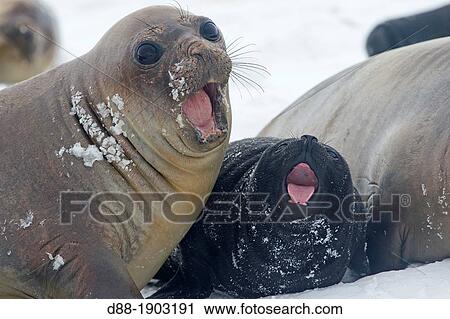 Antarctic, Ocean between Falklands Islands and South Georgia, South Georgia, Southern Elephant Seal, Mirounga leonina, mother and new born baby View Large Photo Image Stock Image - Antarctic, Ocean between Falklands Islands and South Georgia, South Georgia, Southern Elephant Seal, Mirounga leonina, mother and new born baby. Fotosearch