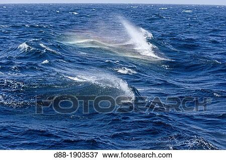 Antarctic, Ocean between Falklands Islands and South Georgia, South Georgia, Waves View Large Photo Image Stock Photo - Antarctic, Ocean between Falklands Islands and South Georgia, South Georgia, Waves. Fotosearch
