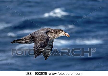 Antarctic, Ocean between Falklands Islands and South Georgia, South Georgia, Southern Giant Petrel, Macronectes giganteus View Large Photo Image Stock Photography - Antarctic, Ocean between Falklands Islands and South Georgia, South Georgia, Southern Giant Petrel, Macronectes giganteus. Fotosearch