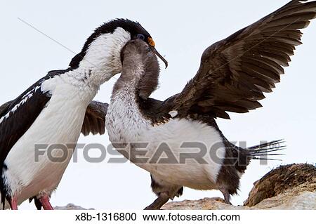 Antarctic shag Phalacrocorax atriceps bransfieldensis adult feeding chick on Weinke Island, Antarctica, Southern Ocean MORE INFO This is the only blue-eyed shag species that does not move further north than the Antarctic Peninsula, even in winter View Large Photo Image Stock Image - Antarctic shag Phalacrocorax atriceps bransfieldensis adult feeding chick on Weinke Island, Antarctica, Southern Ocean MORE INFO This is the only blue-eyed shag species that does not move further north than the Antarctic Peninsula, even in winter. Fotosearch