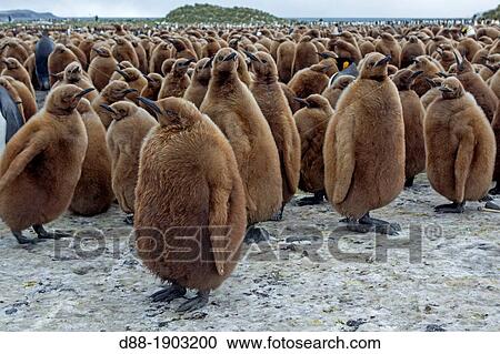 Antarctic, South Georgia, Salisbury plains, King Penguin, Aptenodytes patagonicus, youngs in brown View Large Photo Image Stock Image - Antarctic, South Georgia, Salisbury plains, King Penguin, Aptenodytes patagonicus, youngs in brown. Fotosearch