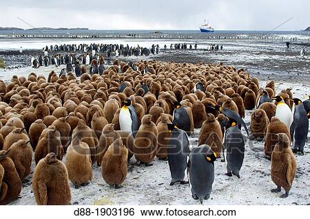Antarctic, South Georgia, Salisbury Plains, King Penguin (Aptenodytes patagonicus) chicks View Large Photo Image Stock Photograph - Antarctic, South Georgia, Salisbury Plains, King Penguin (Aptenodytes patagonicus) chicks. Fotosearch