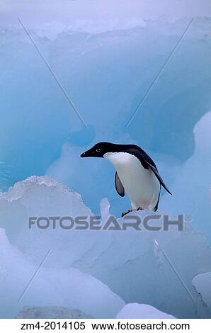 ANTARCTICA, BROWN BLUFF, ADELIE PENGUIN ON ICE PEBBLE. View Large Photo Image Stock Photography - ANTARCTICA, BROWN BLUFF, ADELIE PENGUIN ON ICE PEBBLE.. Fotosearch