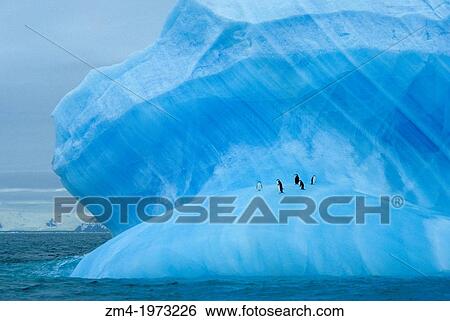 ANTARCTICA, CHINSTRAP PENGUINS RESTING ON BLUE ICEBERG NEAR ELEPHANT ISLAND. View Large Photo Image Stock Photograph - ANTARCTICA, CHINSTRAP PENGUINS RESTING ON BLUE ICEBERG NEAR ELEPHANT ISLAND.. Fotosearch