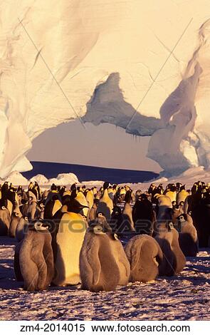 ANTARCTICA, JELBART ICE SHELF, ATKA ICEPORT, EMPEROR PENGUIN COLONY, ICEBERG WITH ARCH. View Large Photo Image Stock Photography - ANTARCTICA, JELBART ICE SHELF, ATKA ICEPORT, EMPEROR PENGUIN COLONY, ICEBERG WITH ARCH.. Fotosearch