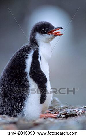 ANTARCTICA, LIVINGSTON ISLAND, HANNAH POINT, GENTOO PENGUIN CHICK. View Large Photo Image Stock Image - ANTARCTICA, LIVINGSTON ISLAND, HANNAH POINT, GENTOO PENGUIN CHICK.. Fotosearch