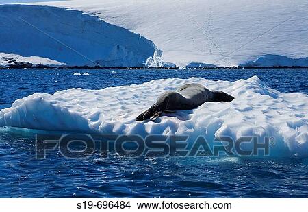Antarctica View Large Photo Image Picture - Antarctica. Fotosearch