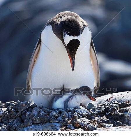 Antarctica View Large Photo Image Picture - Antarctica. Fotosearch