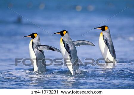 ANTARCTICA, SOUTH GEORGIA, SALISBURY PLAIN, KING PENGUINS GOING INTO WATER. View Large Photo Image Stock Image - ANTARCTICA, SOUTH GEORGIA, SALISBURY PLAIN, KING PENGUINS GOING INTO WATER.. Fotosearch