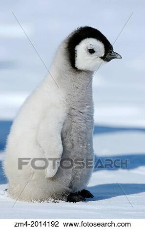 ANTARCTICA, WEDDELL SEA, SNOW HILL ISLAND, EMPEROR PENGUIN COLONY Aptenodytes forsteri, CLOSE-UP OFCHICK. View Large Photo Image Stock Image - ANTARCTICA, WEDDELL SEA, SNOW HILL ISLAND, EMPEROR PENGUIN COLONY Aptenodytes forsteri, CLOSE-UP OFCHICK.. Fotosearch