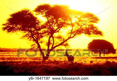 Antelope in sunset under thorn tree Central Kalahari Game Reserve Botswana View Large Photo Image Stock Photo - Antelope in sunset under thorn tree Central Kalahari Game Reserve Botswana. Fotosearch