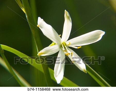 anthericum liliago, valais swiss View Large Photo Image Stock Photo - anthericum liliago, valais swiss. Fotosearch